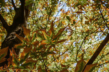 autumn leaves background