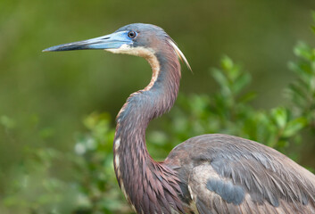 Tri-colored heron. Nest.