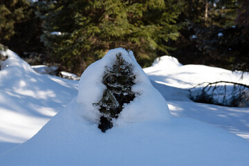 Fototapeta na wymiar beautiful nature - snow covered small spruce tree with hoarfrost
