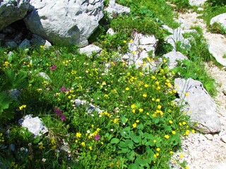 Colorful alpine meadow with yellow, white, and pink flowers surrounded by rocks in Julian alps