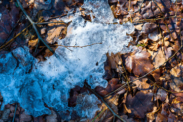 ice melting on top of dead brown leaves in the forest
