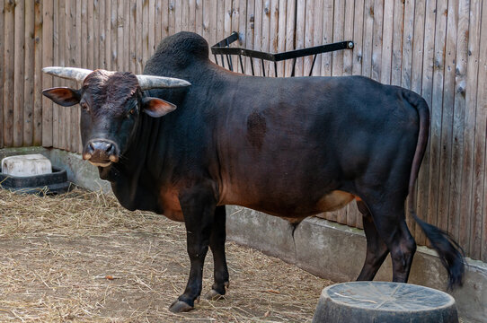 A brown black zebu known as indicine or humped cattle in zoo.. Eye contact.