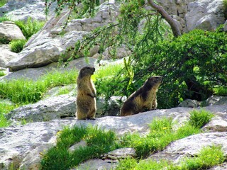 Pair of alpine marmot (Marmota marmota) on watch