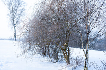 Brzozy  w scenerii zimowej, drzewa pokryte śniegiem