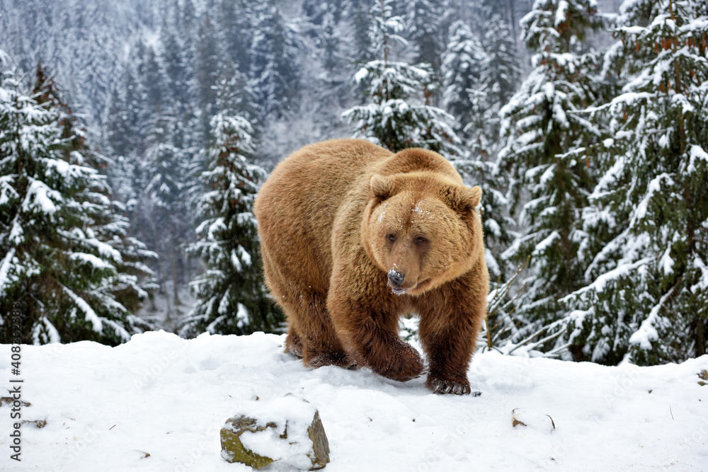 Wall mural wild brown bear (ursus arctos) in winter forest