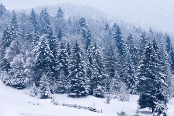Fototapeta na wymiar Beautiful idyllic landscape with evergreen tree forest covered in snow in wintertime