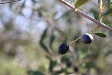 Rama de olivo con olivas