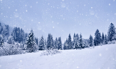 Beautiful idyllic landscape with evergreen tree forest covered in snow in wintertime