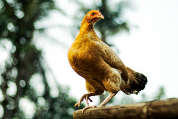 Chicken or hen running in color vegetable field for looking some feed