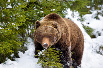 Fototapeta na wymiar Wild brown bear (Ursus arctos) in winter forest