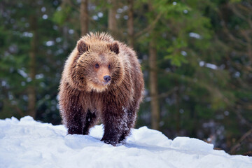 Fototapeta premium Cute little brown bear on the snow in winter forest