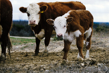 Hereford beef cows on the farm with calf during winter. © ccestep8