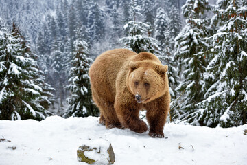 Wild brown bear (Ursus arctos) in winter forest - obrazy, fototapety, plakaty