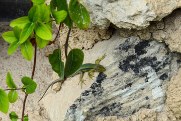 A lizard crawling along a vertical stone wall