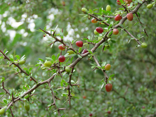 Espinas fruto rojo y verde