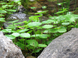 Naturaleza verde