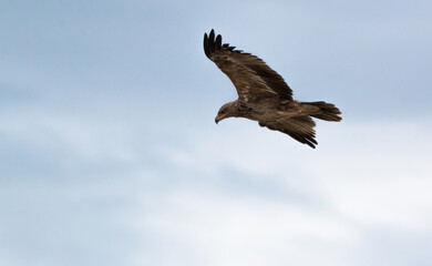 large bird of prey in flight