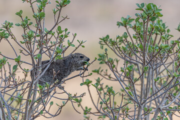 Cape hyrax (Procavia capensis) eating the leafs of a tree, Etosha National Park in Namibia