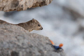 Portrait of a Cape hyrax (Procavia capensis) on a rock, with an out of focus rock agama, Etosha National Park in Namibia.