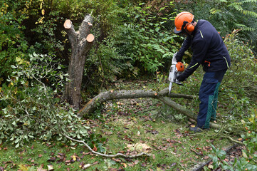 Obraz premium Baum fällen