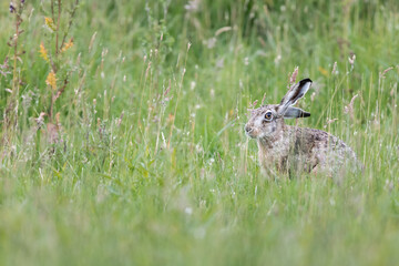 European hare (Lepus europaeus) sitting in a meadow, Oegstgeest in The Netherlands