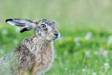 Foto op Aluminium Close up of an European hare (Lepus europaeus) with a blurry green background, Oegstgeest in The Netherlands © o0orichard