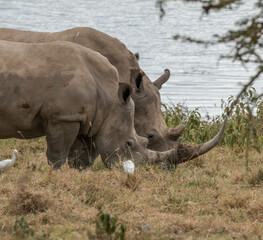 Obraz premium close up of two rhinos with large horns