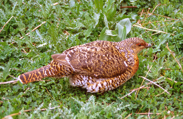 A female specimen of the Cantabrian capercaillie (Tetrao urogallus cantabricus), a subspecies of the western capercaillie in the grouse family Tetraonidae. It is one of two subspecies found in Spain.