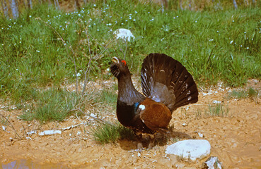 A male specimen of the Cantabrian capercaillie (Tetrao urogallus cantabricus), a subspecies of the western capercaillie in the grouse family Tetraonidae. It is one of two subspecies found in Spain.