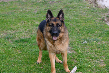 German shepherd dog standing, looking straight ahead into the camera on the green grass, looking attentively with his ears pricked and a stick on the ground in front of his hands