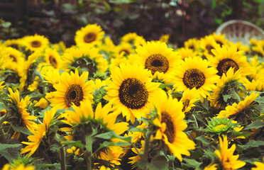 sunflowers in the garden