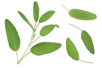 Sage herb leaves isolated on white background. Top view. Flat lay