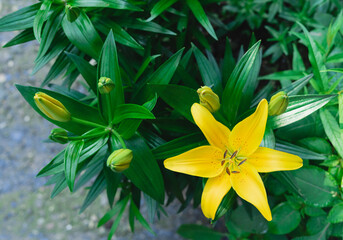 Lily, yellow flower.Lilium sp. Top view.