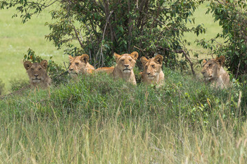 pride of young lions on a look out hill