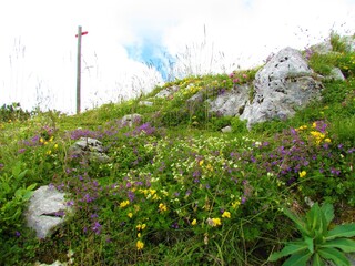 Colorful alpine wildgarden with yellow, purple and pink flowers incl. rock thyme (Acinos alpinus) and horseshoe vetch (Hippocrepis comosa) in Julian alps and Triglav national park, Slovenia
