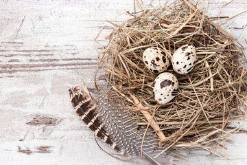 Obraz premium Quail eggs in a nest and feathers on wooden table. Copy space