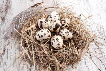 Obraz premium Quail eggs in a nest and feathers on wooden table