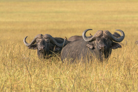 two large african buffalo overlooking high grass in the savannah of masai mara during sunrise