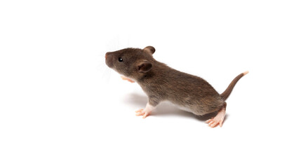 Brown baby rat isolated. Template