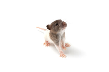Brown and white baby rat sitting isolated on white
