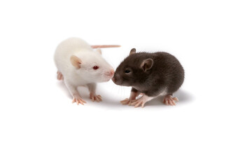 Two white and brown baby rats isolated on white