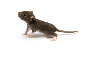 Dark baby rat isolated on white