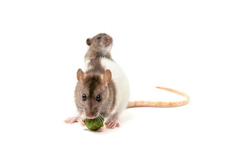 Mother rat sitting and eating cucumber, the baby on back isolated on white. Copy space