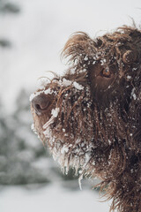 dog, a pudelpointer, with frozen beard in winter