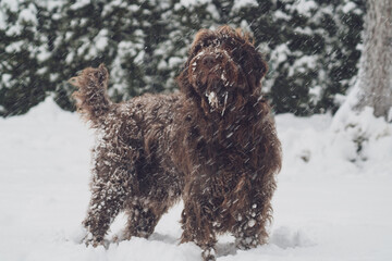 dog, a pudelpointer, with frozen beard in winter