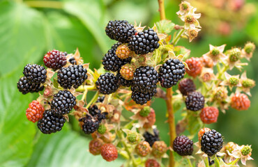 Natural fresh blackberries in a garden. Bunch of ripe and unripe blackberry fruit - Rubus fruticosus - on branch of plant with green leaves on farm. Organic farming, healthy food, BIO viands.