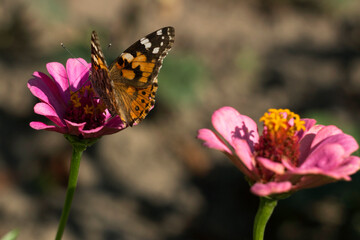 Painted Lady butterfly (Vanessa Cardui), wings opened, feeding pollen, collects nekrar from pink flower Zinnia. Butterfly with wings, top view, summertime background