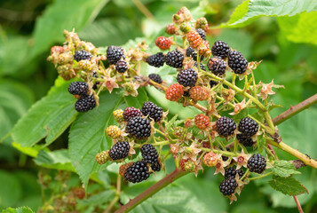 Natural fresh blackberries in a garden. Bunch of ripe and unripe blackberry fruit - Rubus...