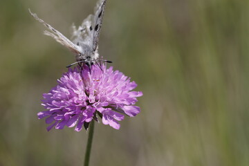 Moth or butterfly on pink clover against bokeh background with selective focus.