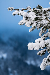 the twigs from a swiss stone pine are snowed in 